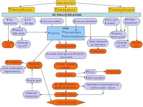 Diabetes Concept Map Nursing