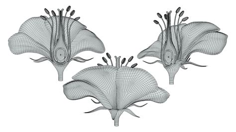 Parts Of A Flower Ovary Stages 3d model