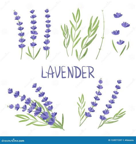 Set Of Watercolor Lavender Flower Elements Stock Vector Illustration