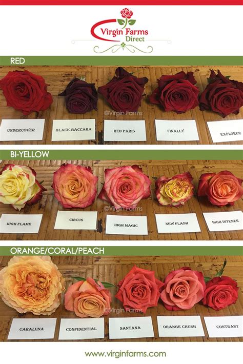 Several Different Types Of Flowers On Display For Sale