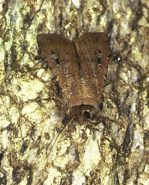 The Great Bogong Moth Migration Australian Geographic