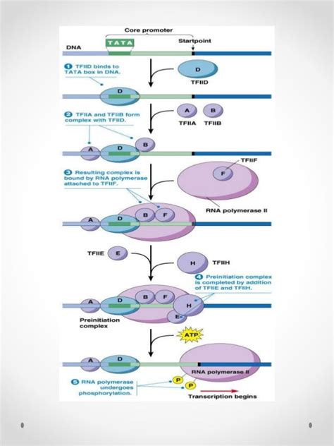 Eukaryotic transcription