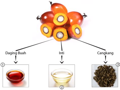 Ini Dia Proses Produksi Minyak Kelapa Sawit Agrikan The Best Porn Website