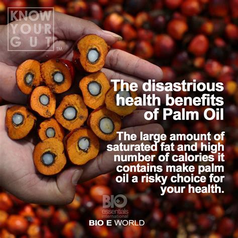 The Disastrous Health Effects Of Palm Oil