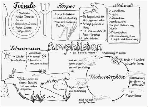 Schockierend Arbeitsbl Tter Biologie Klasse Lurche F R