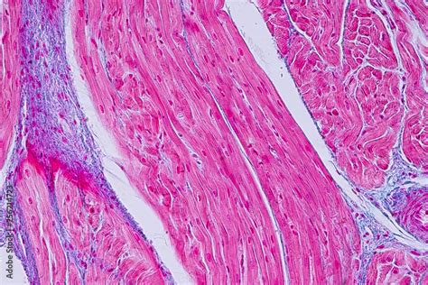 Education Anatomy And Histological Sample Heart Muscle Tissue Under The