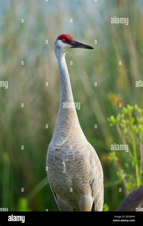 Sandhill Crane Grus Canadensis Viera Wetlands Florida Stock Photo