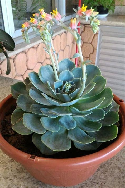 Echeveria Glauca Flowering Succulents Succulent Landscaping