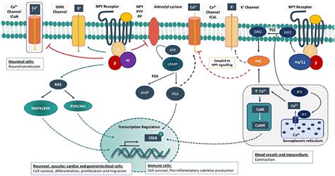 Frontiers The Role Of Neuropeptide Y In Cardiovascular Health And Disease