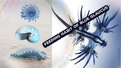 Blue Glaucus Facts & Information Guide – sharksinfo.com