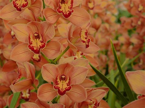 How To Care For Cymbidium Orchids