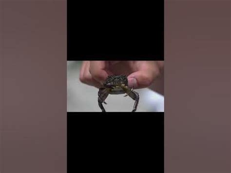 Крабик - YouTube
