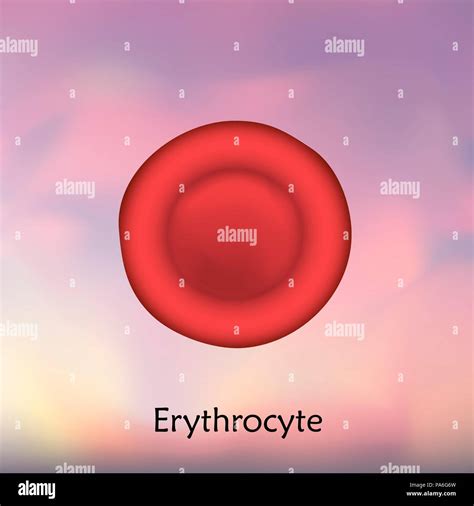 Erythrocyte Red Blood Cell Illustration Stock Photo Alamy