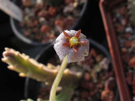 Stapelia Erectiflora Odds Endssg Flickr