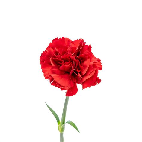 Red Carnations