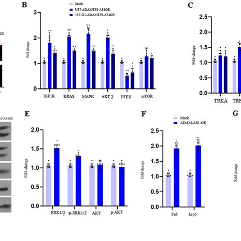 Adamts As Overexpression Increases The Activity Of The Ras Mapk And