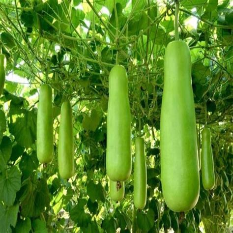 Hybrid Green Bottle Gourd Seeds Packaging Type Poly Bag Packaging