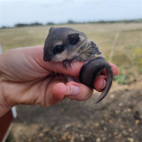Gil Flying Squirrel Baby Male Price 900 Janda Exotics Ranch