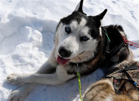 Husky siberiano 5 curiosidades sobre a mais russa das raças de