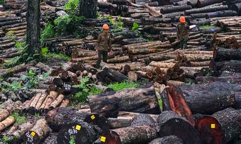 Kadin Klhk Dorong Upaya Multiusaha Kehutanan Di Indonesia