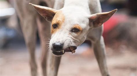 Lista de mejores alimentos económicos para perros si no tienes dinero