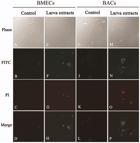 Confocal Immunofluorescence Images Of Annexin V FITC PI Double Staining