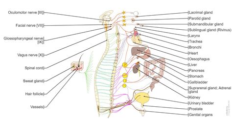 Peripheral Nerve Diagram