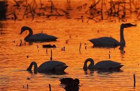 In Pics Migratory Birds At Sanctuary By Poyang Lake In East China