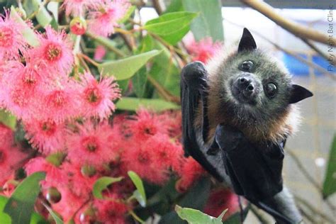 Did You Know Flying Foxes Are Major Pollinators Of Eucalyptus And Rainforests In Australia