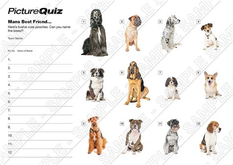 Dog Breeds Quiz | ubicaciondepersonas.cdmx.gob.mx