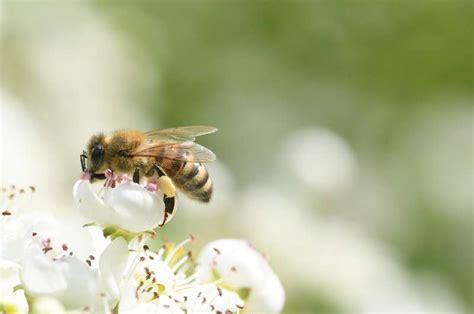 Was Tun Bei Bienenstich