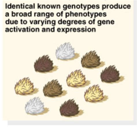 Genetics Final Flashcards Quizlet