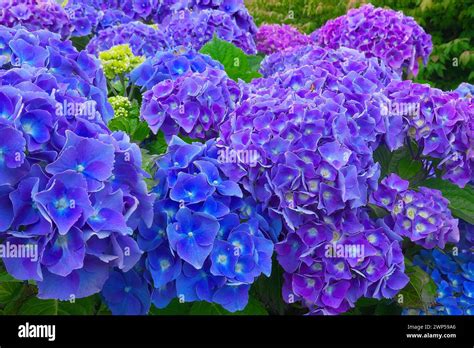 Big Leaf Hydrangea Hydrangea Macropylla Mophead Hortensia