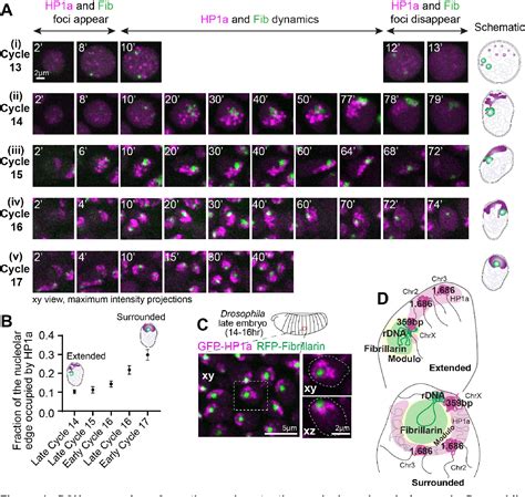 Figure From Affinity Hierarchies And Amphiphilic Proteins Underlie