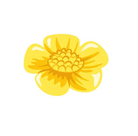 Buttercup Flower Clip Art Illustrations Royalty Free Vector Graphics