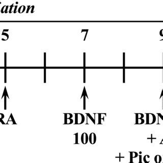 Schedule Of Neuronlike Differentiation Of Shsy Y Cells And Overview