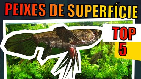 TOP 5 PEIXES DE SUPERFÍCIE Mr Betta YouTube