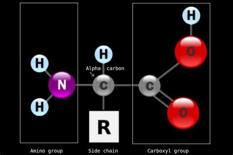 Amino Acids: Structure, Classification and Function