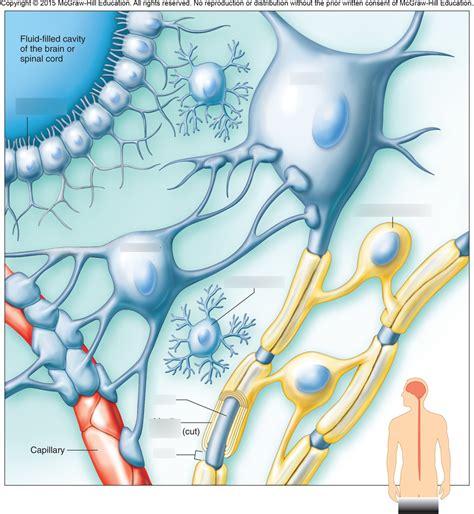 Types of Neuroglia Diagram | Quizlet