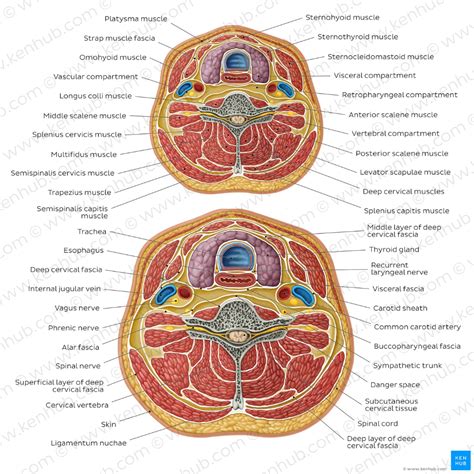 Cervical Fascias Plexus Products Sternocleidomastoid Muscle Muscle