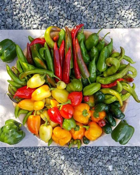 Topping Pepper Plants And Pinching Flowers For Better Harvests