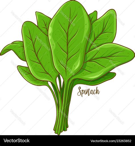 Spinach Vegetable Hand Drawing Royalty Free Vector Image