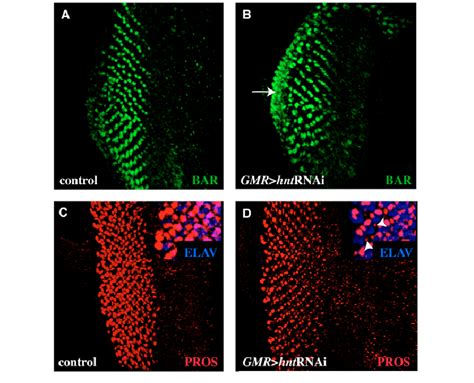 R1 R6 And R7 Precursor Cell Specification In Hnt Mutant Eye Discs Download Scientific Diagram