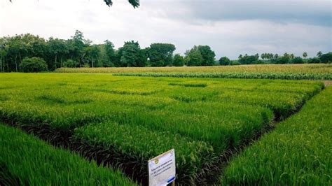 Programa De Arroz Instituto De Ciencia Y Tecnolog A Agr Colas