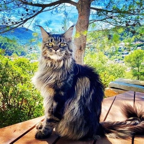 31 Calico Maine Coon Cats That Deserve An "Awww" - MaineCoon.org