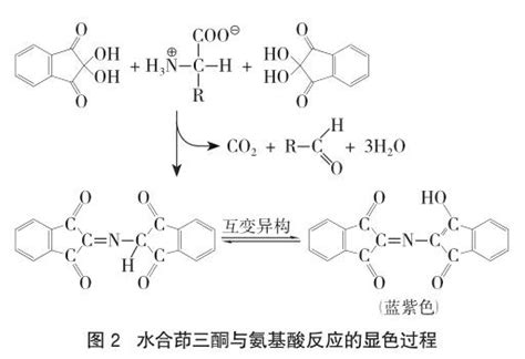 茚三酮溶液检验氨基酸实验的实证与优化 参考网