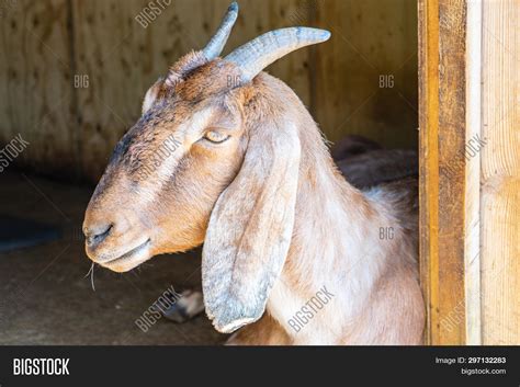 Nubian Goat With Horns