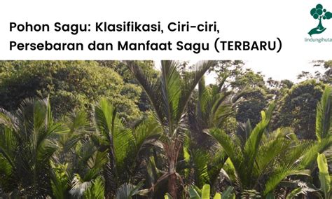 Pohon Sagu Ciri Ciri Persebaran Dan Manfaat Sagu Up 2022 Blog