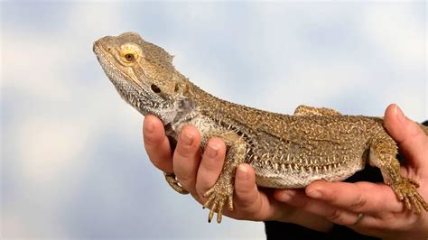 How To Care For Bearded Dragons Bearded Dragon Care Sheet