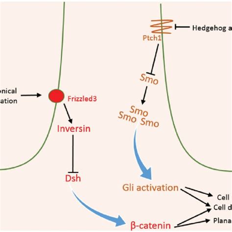 Hedgehog Signaling And Wnt Signaling In The Primary Cilium The Binding